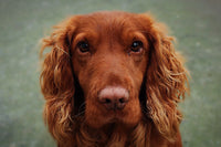 WAItag Pet Protection – Monthly Subscription